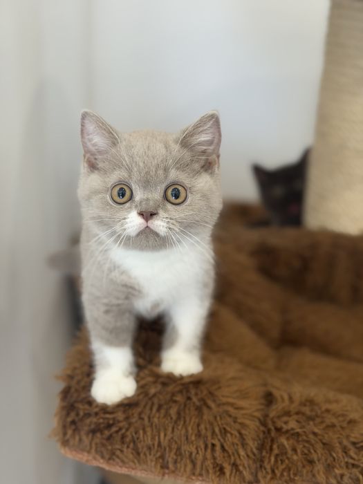 Macho British  Shorthair com LOP
