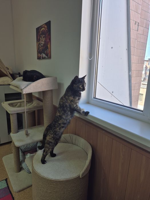 Киця 7-8міс.,врятована з вулиці, ласкава, грайлива, стериліз."ДоброКіт