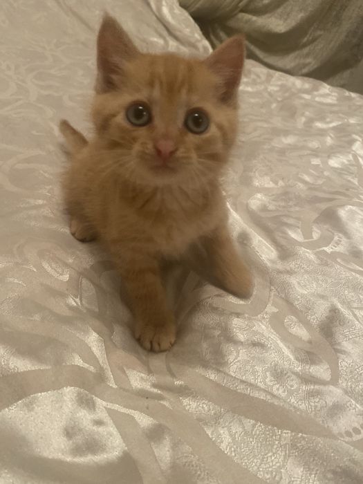 Спешите приобрести чудо