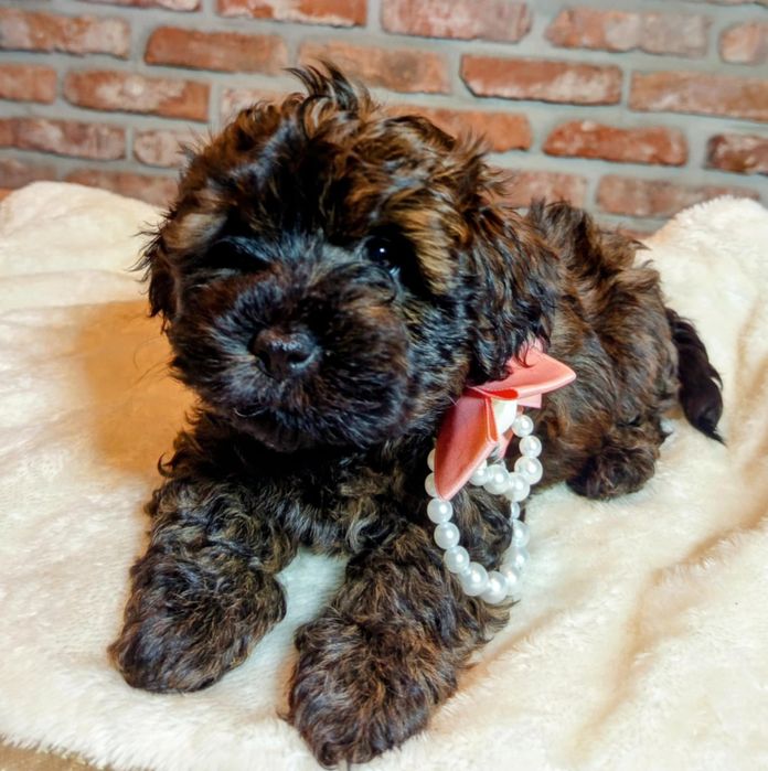 Maltipoo-Havapoo f1 sunia o imieniu Barbi tricolor