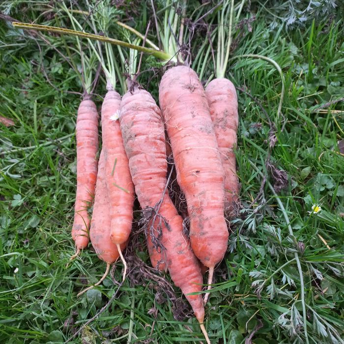 Marchew duża ilośc 1zł /kg