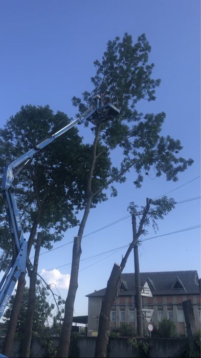 Зрізання, спилювання, валка, обрізка дерев, розчищення ділянок