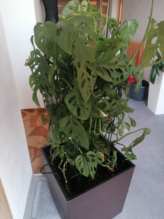 Monstera Adansona - adasoni, monkey mask