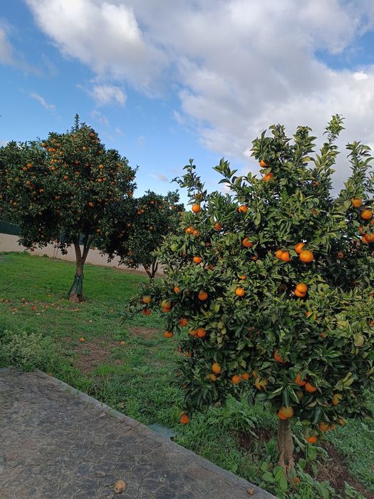 Vendo Laranja biológica