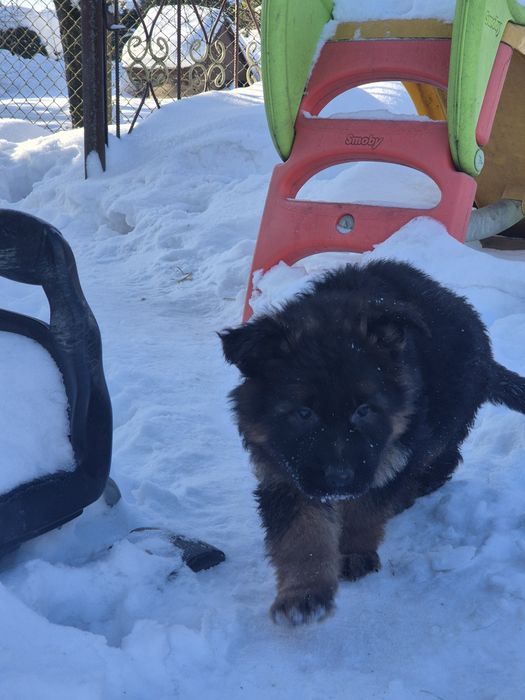 Owczarki niemieckie długowłose.