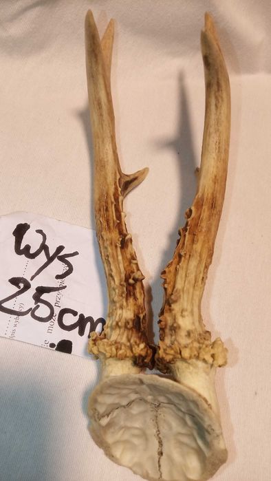 Rogi koziołka, poroże