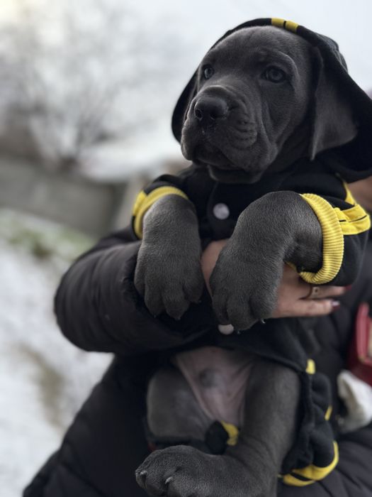 Кане Корсо мальчик