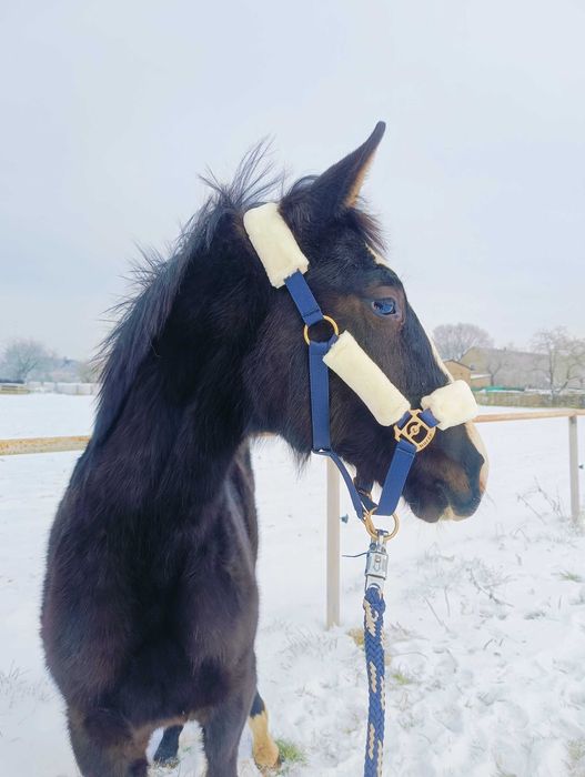 roczna klacz - księga główna