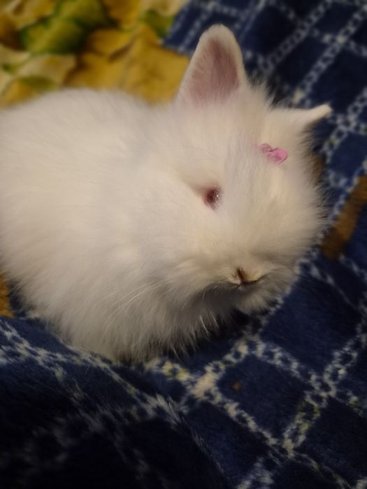 Króliczek Teddy.