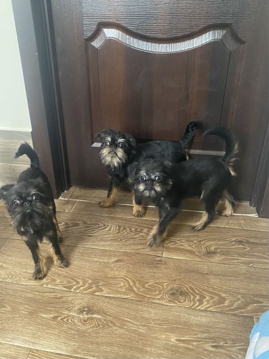 Гриффон бельгійський