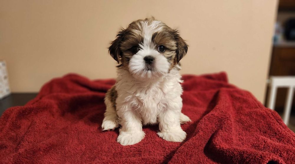 Suczka Shih Tzu Szczeniaki