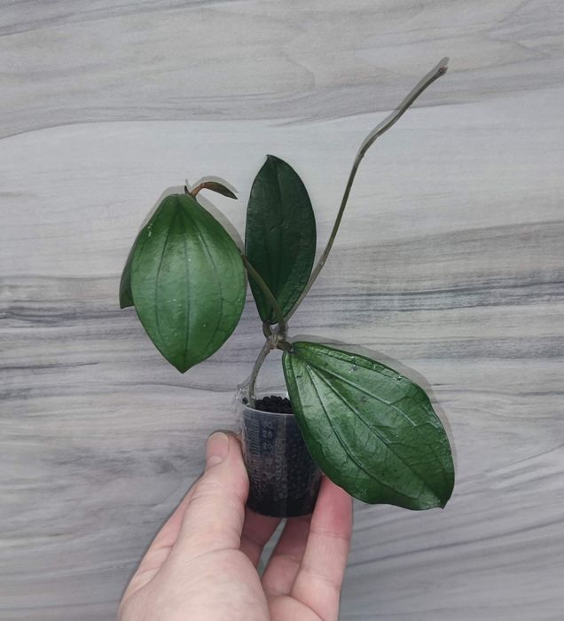 Хойя Hoya Mitrata Silver, Latifolia silver та ін.