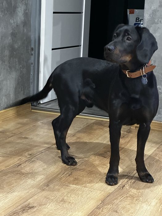 Oddam w dobre rece Gonczego