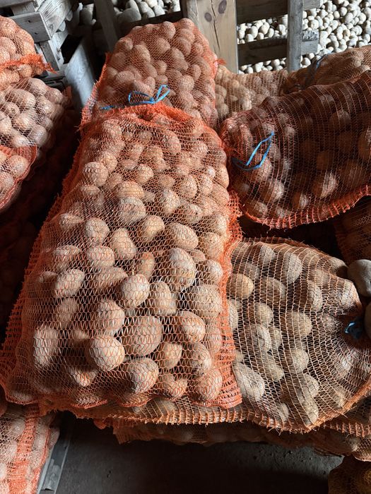 Ziemniak Colomba kaliber sadzeniaka