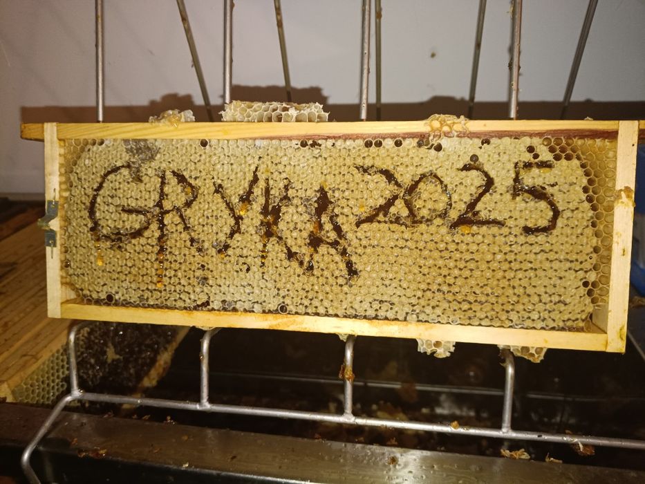 Sprzedam  Miód gryczany