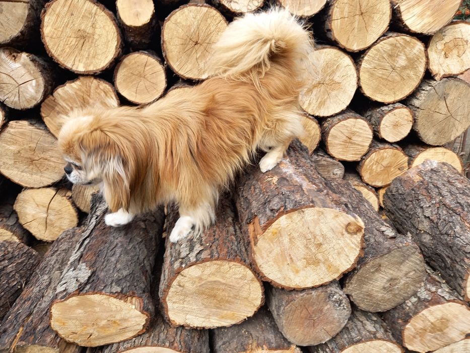 Пекінес для в'язки