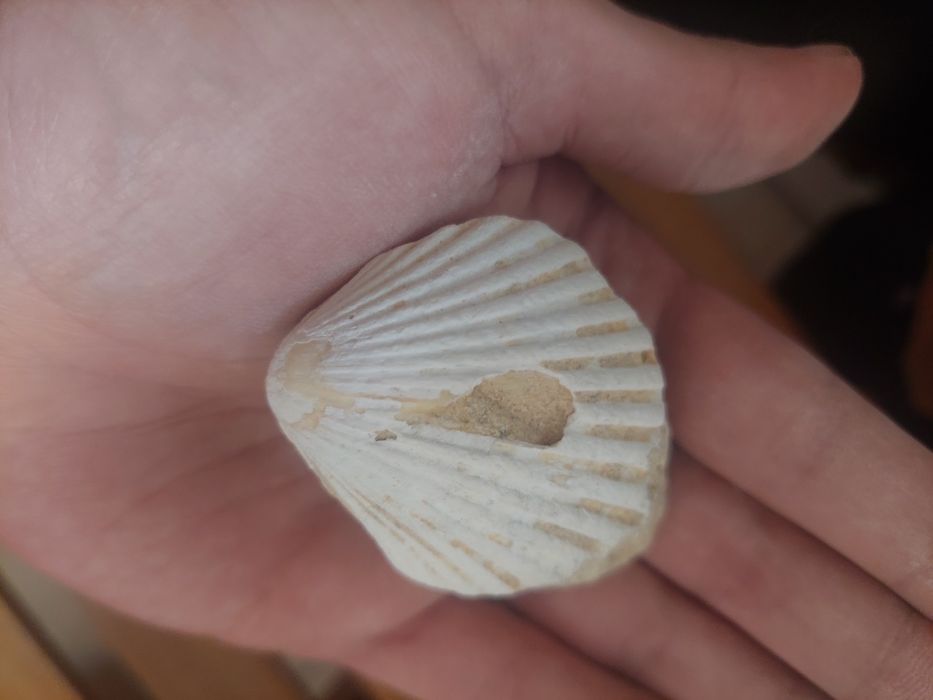 Fóssil bivalve Miocénico