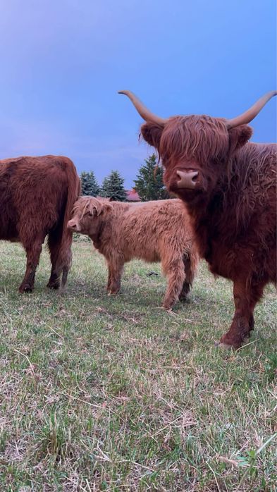 Krowa highland szkocka wyżynna stado byk