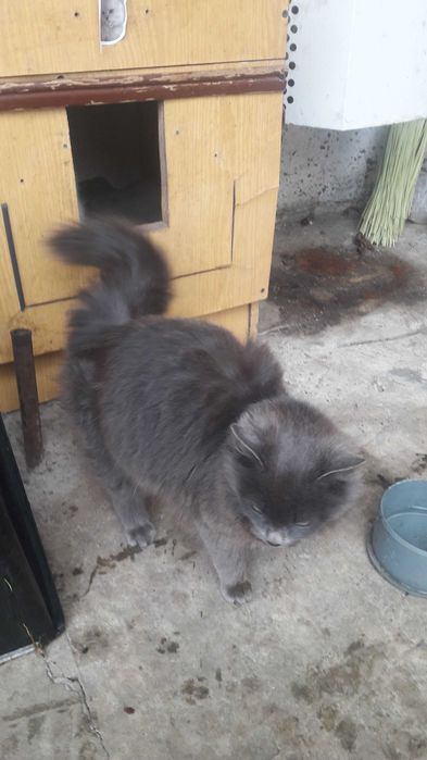 Попиляста кішка 6 міс