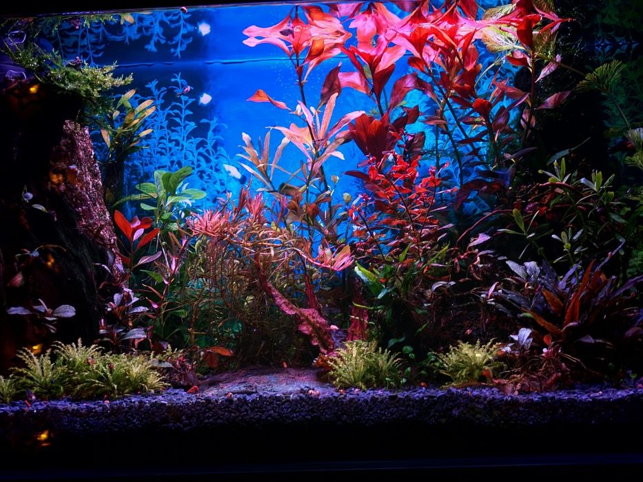 Roślinki do akwarium