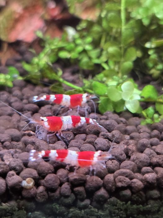 Krewetki akwariowe Crystal Red - Caridina