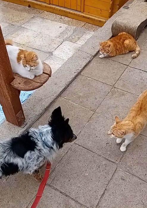 Pepper, lubi KOTY, mały. (FILMIKI)