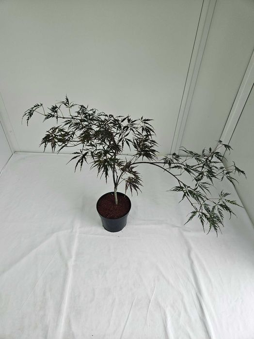 Klon palmowy Firecracker 70cm C3 ozdobne drzewko + nawóz gratis