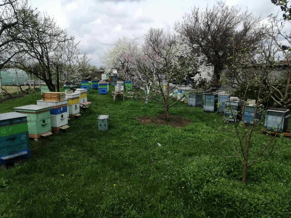 Продам бджолопакети.