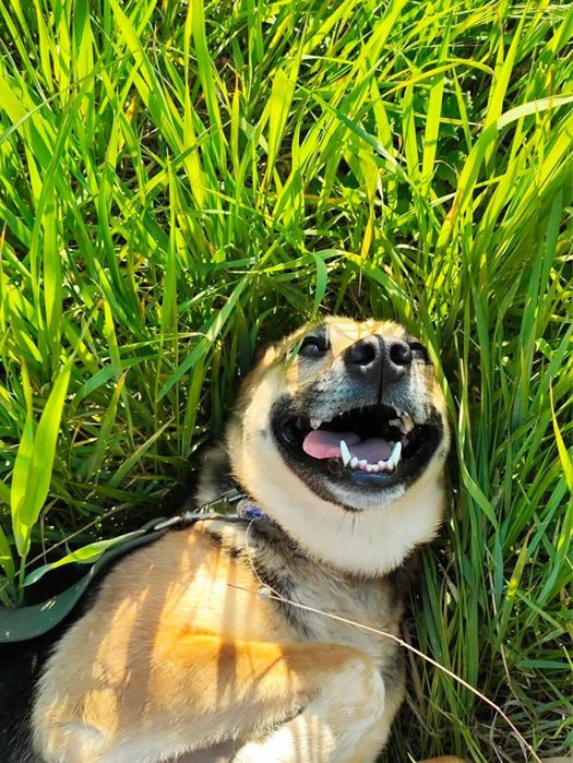 Помогите найти семью девуле из приюта