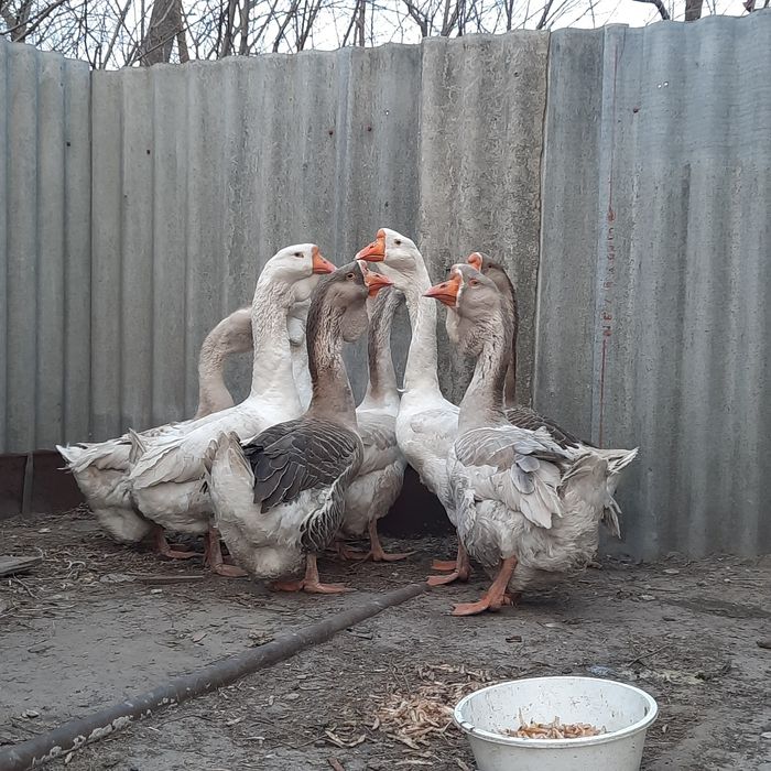 Продам гусаків Холмогорів