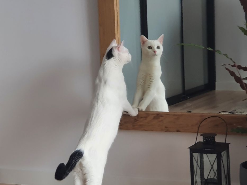 Lustro ścienne na szynie loft drewniana rama