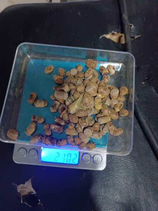 Murarka ogrodowa 100szt.,rogata