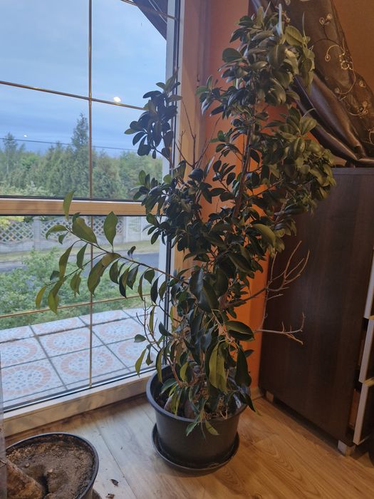 Drzewo Bonsai 130cm