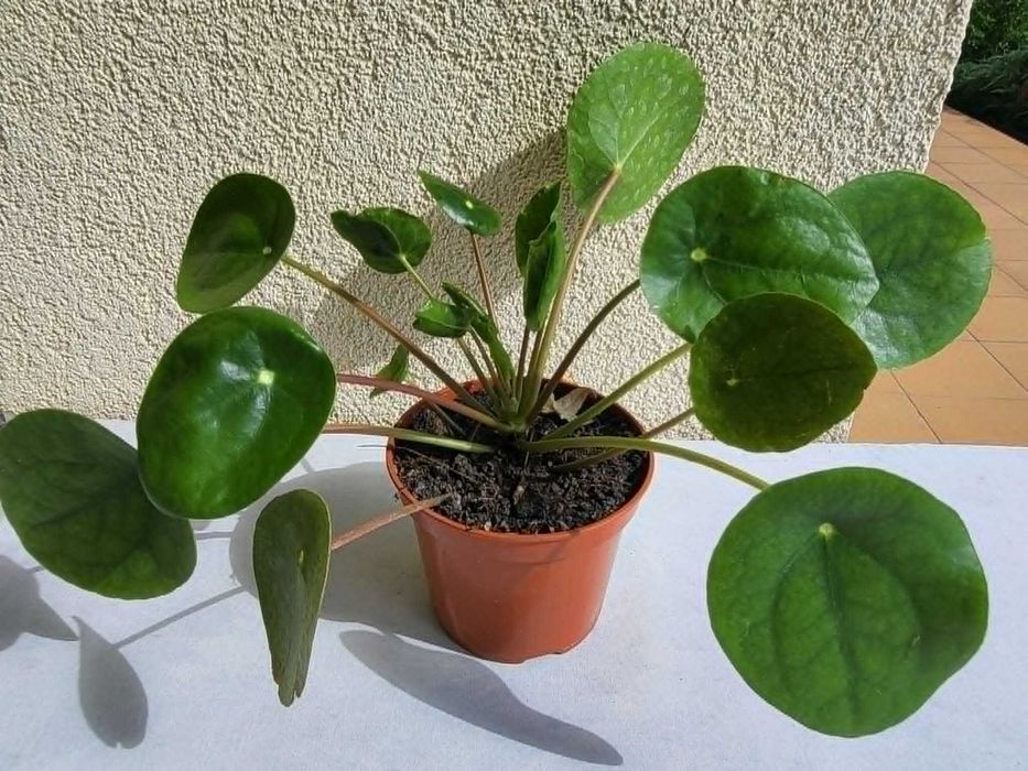 Sprzedam kwiat Pilea (Pieniążek)