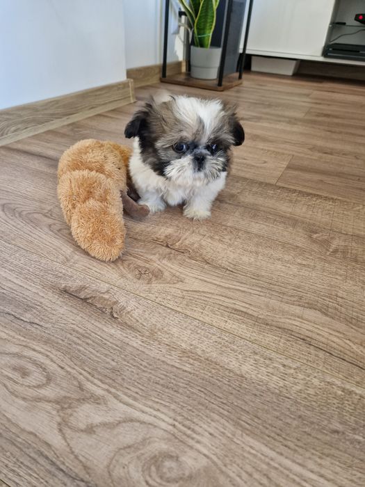 Mini suczka Shih tzu