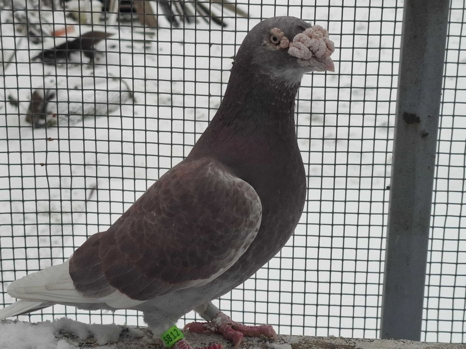 gołębie     staropolskie