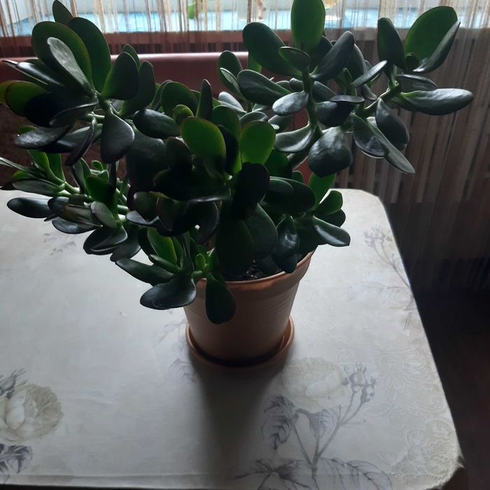 Продам денежное дерево