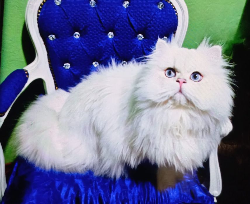 Brytyjski  piękny point kocur długowłosy  błękitnooki