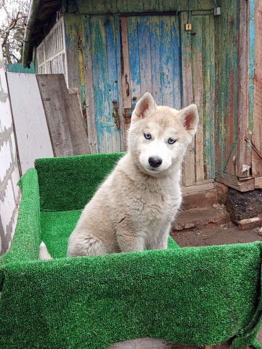 Чистокровная Девченка хаски