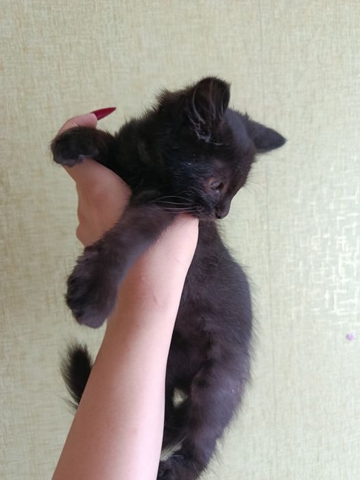 Котенок Стеша бесплатно. Котята даром. Кошка. Кошечка.