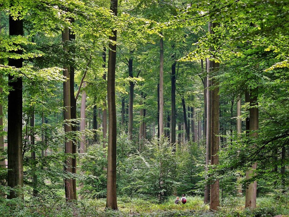 Wynajmę teren leśny (1–2 ha) pod szkołę przetrwania / bushcraft [Bydgoszcz / Toruń]