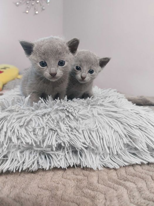 Kociak rosyjski niebieski z Rodowodem World Cat Federation