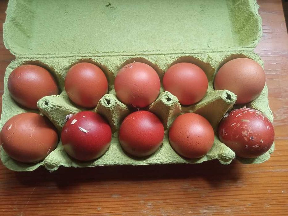 Najwyższej jakości świeże 100% jaja lęgowe Marans - Dark shell Wysyłka