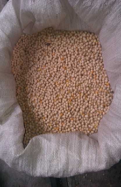 Groch jadalny Astronaute 2025r., super roślina poplonowa oraz poaszowa