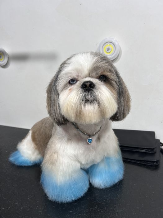 Грумінг, грумер, стрижка собак! Лівий берег( Калинова)