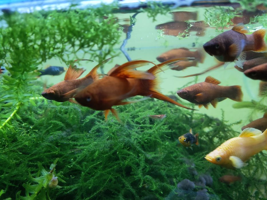 Mieczyk czerwony i wagtail widlak