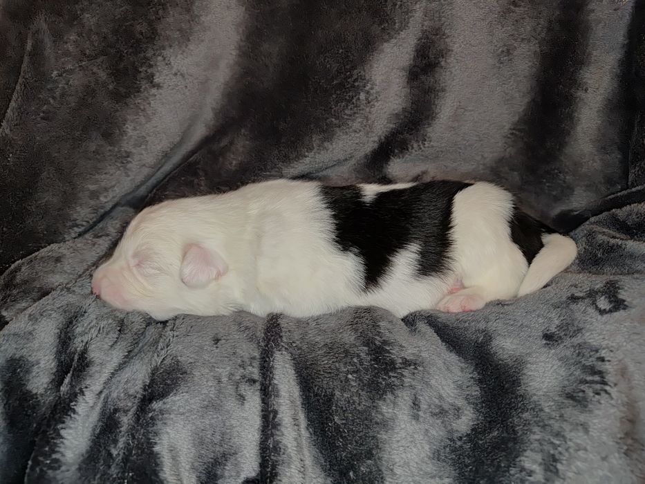 Border collie || szczeniaki — pies || Kryptic Soul