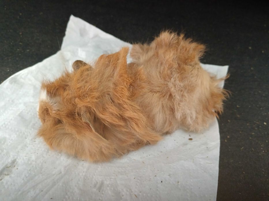 Vendo verdelhoes anilhados de cativeiro