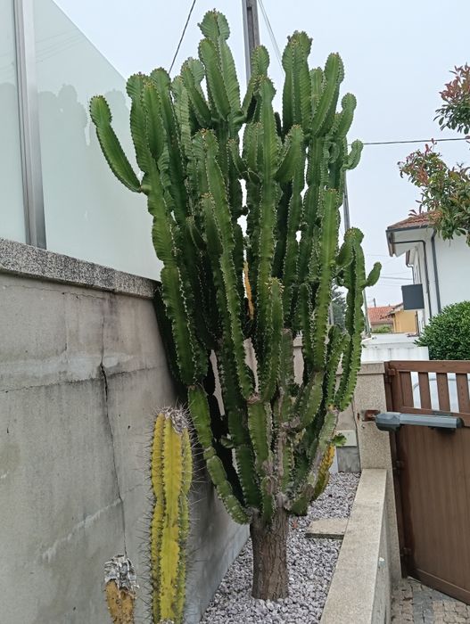 Vendo cacto heuphorbia
