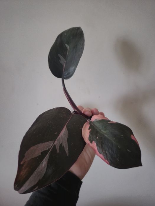 Philodendron Pink Princess